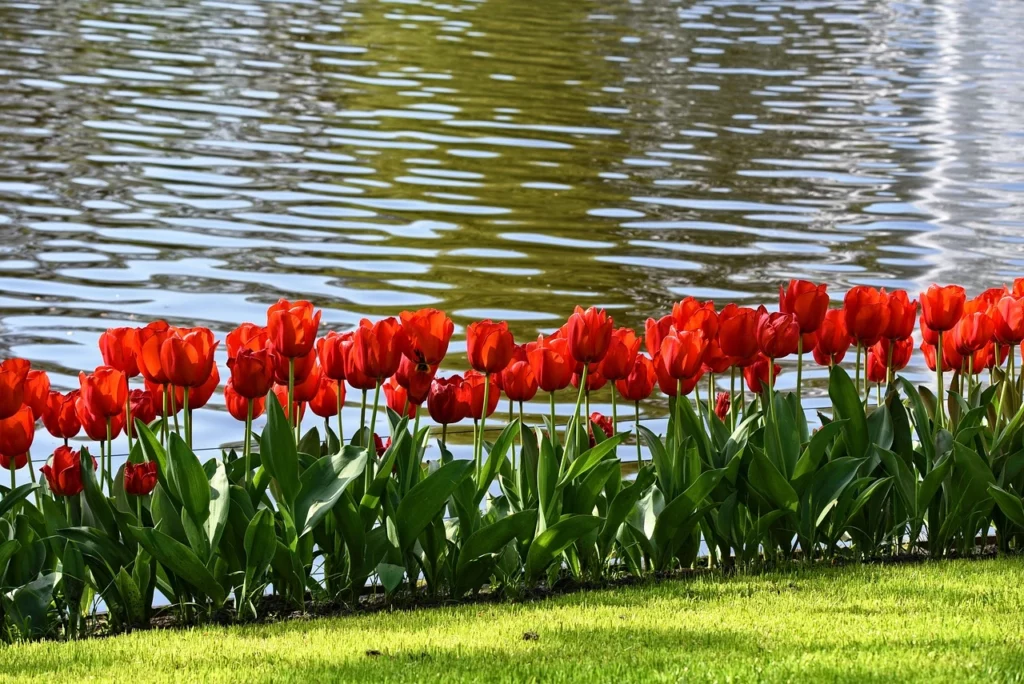 Keukenhof Tulip Festival