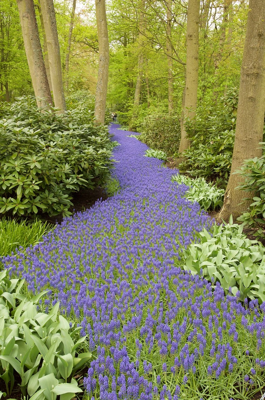 Keukenhof Tulip Fields