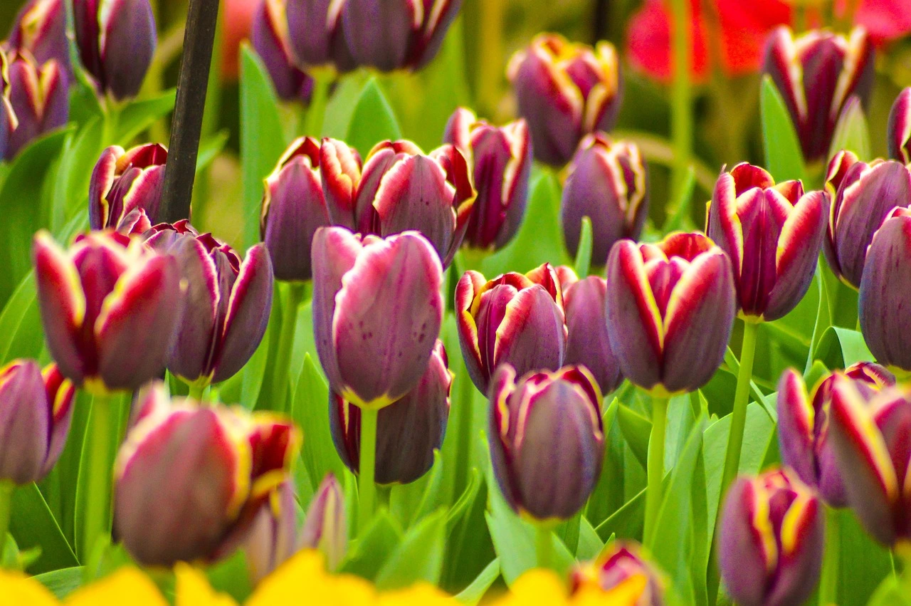 Keukeunhof Tulip Gardens