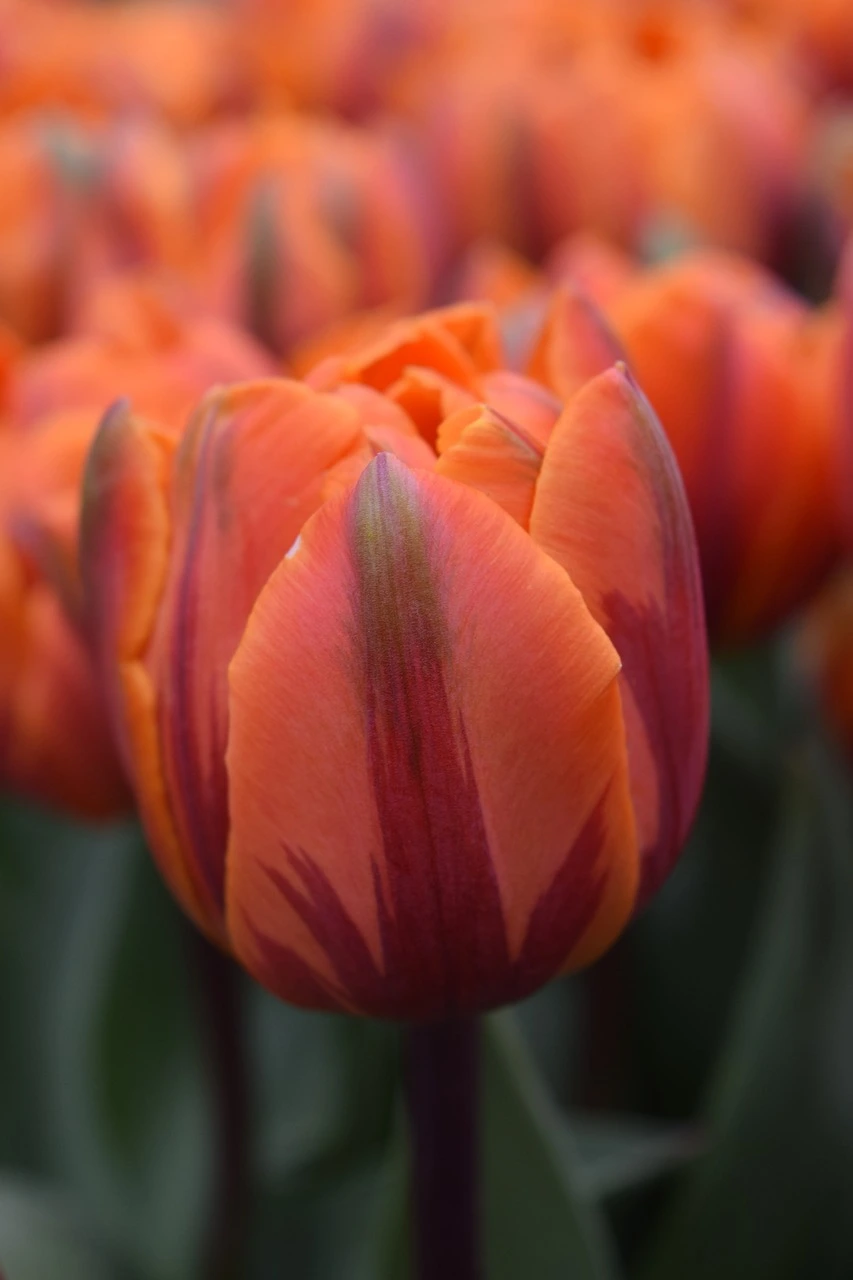 Tulip Flower Parade